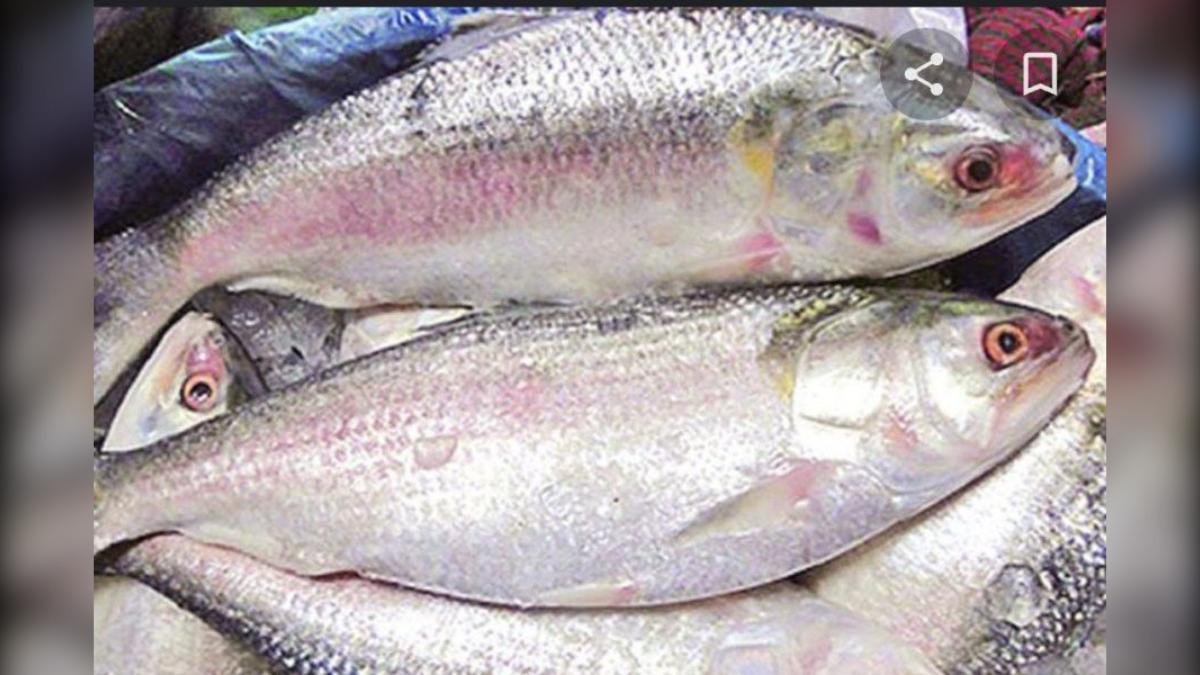 দুর্গাপূজায় বাংলাদেশের ইলিশ চান ভারতের ব্যবসায়ীরা: নিষেধাজ্ঞা প্রত্যাহারের আবেদন